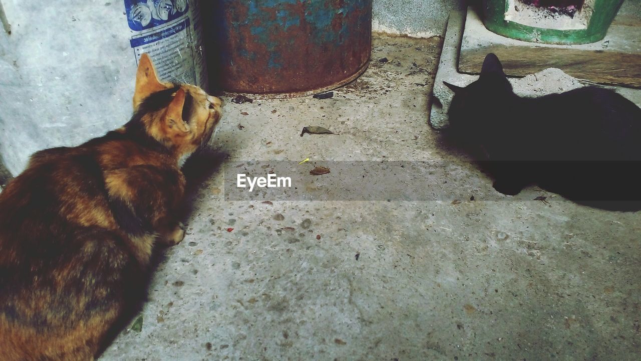 LOW SECTION OF DOG WITH CAT SITTING ON FLOOR