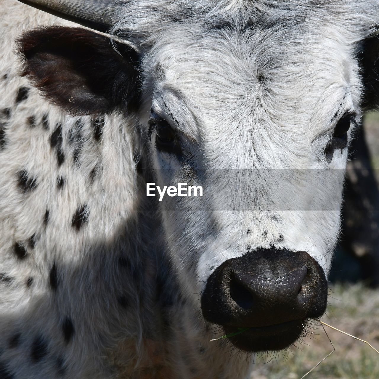 animal themes, animal, mammal, one animal, domestic animals, livestock, close-up, animal body part, cattle, pet, animal head, dairy cow, no people, animal wildlife, portrait, agriculture, cow, nature, pasture, outdoors, focus on foreground, looking at camera, wildlife, day, animal hair