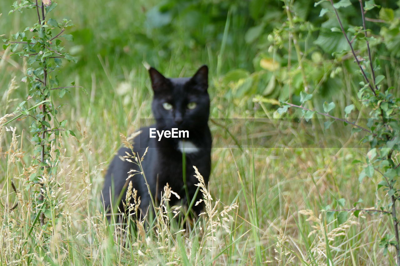 Black cat in a field