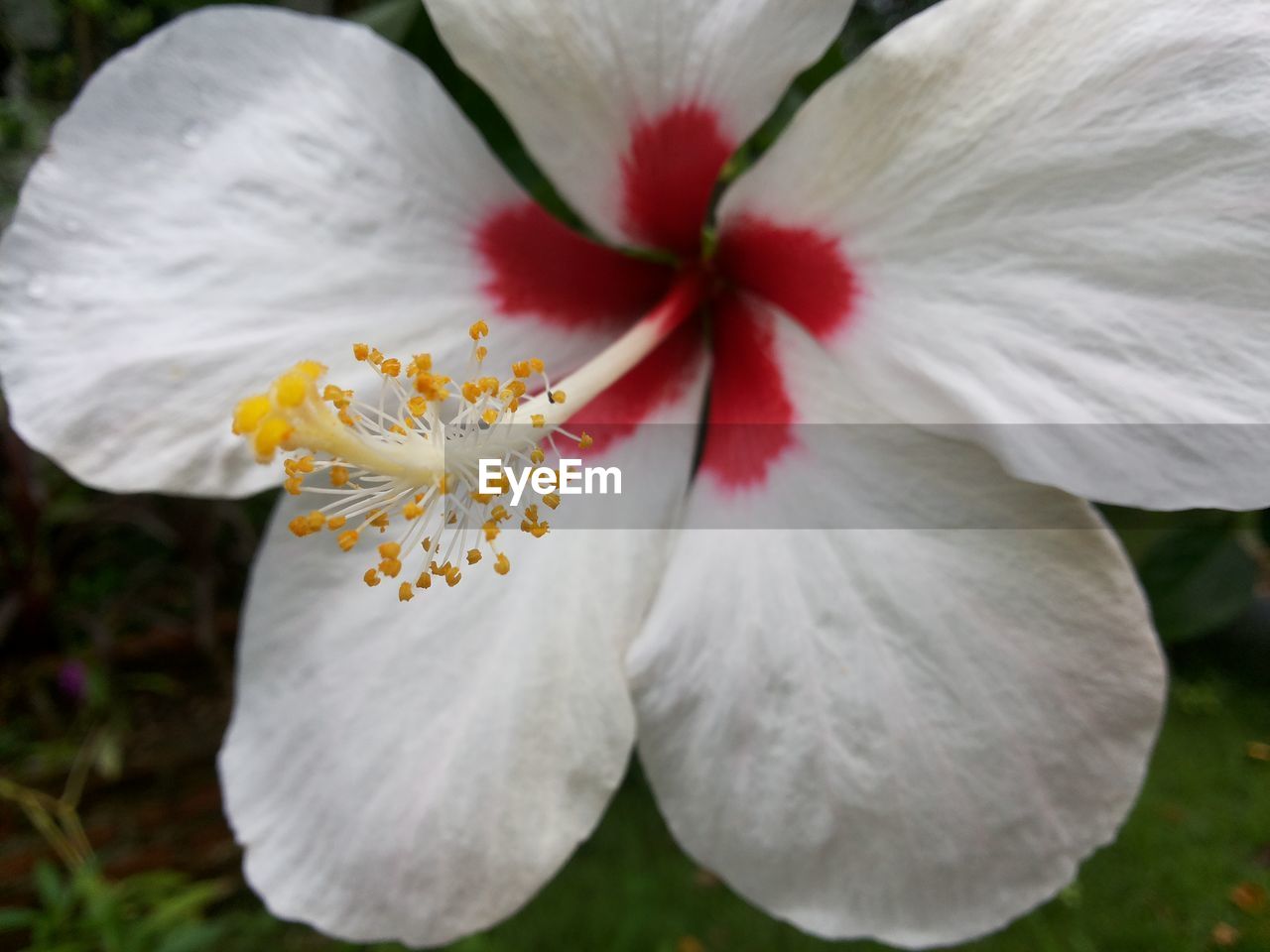 Close-up of white hibiscus flower