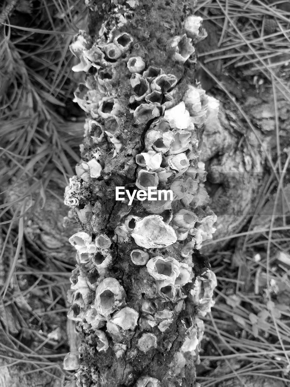 HIGH ANGLE VIEW OF FLOWERING PLANTS ON TREE TRUNK