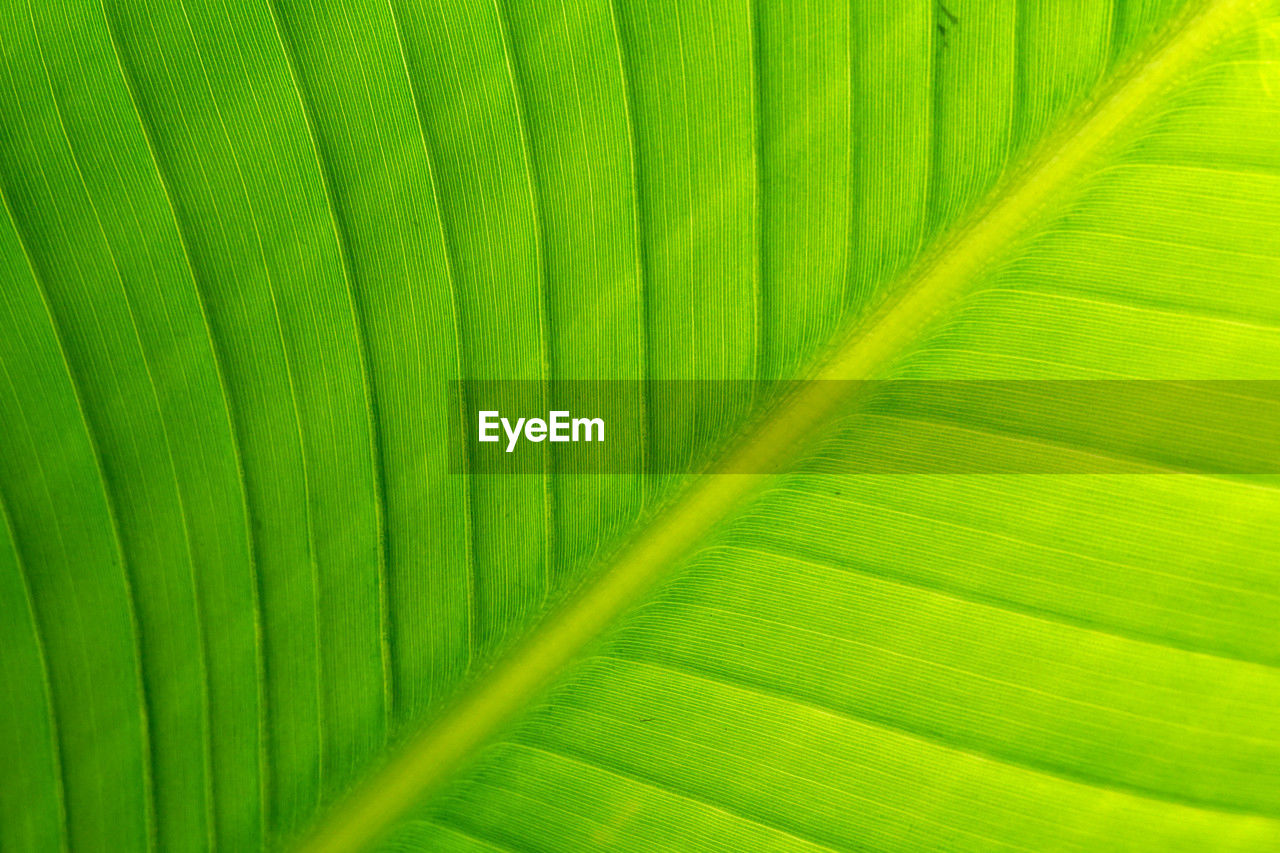 green, leaf, plant part, banana leaf, yellow, backgrounds, palm leaf, palm tree, close-up, plant, no people, full frame, pattern, nature, flower, beauty in nature, tropical climate, leaf vein, growth, textured, grass, tree, frond, plant stem, macro photography, macro, freshness, environment, botany, sunlight, outdoors, lush foliage, foliage, day, extreme close-up, leaves, striped, fragility, line