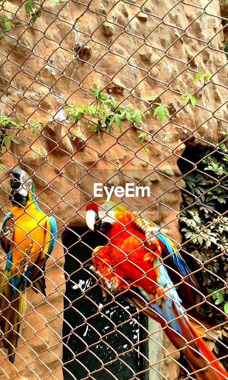 Close-up of macaws in cage at zoo