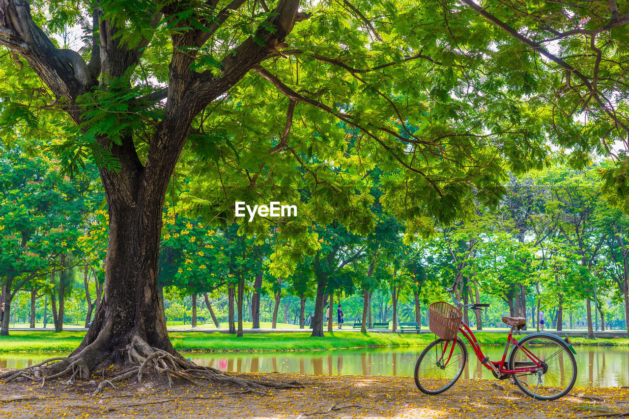 BICYCLES IN PARK