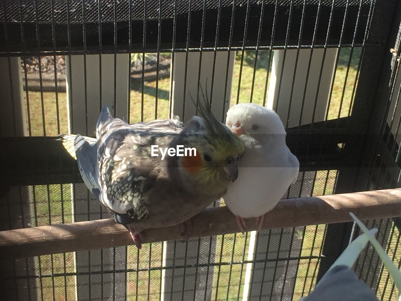 PARROT IN CAGE