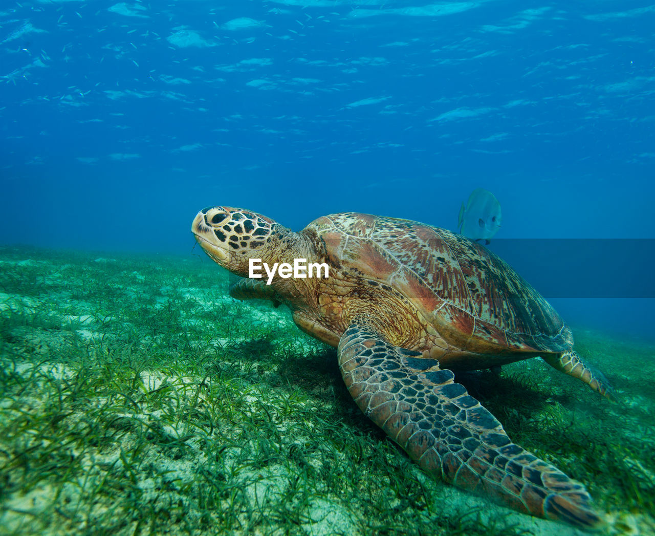 TURTLE SWIMMING IN SEA AGAINST BLUE SKY