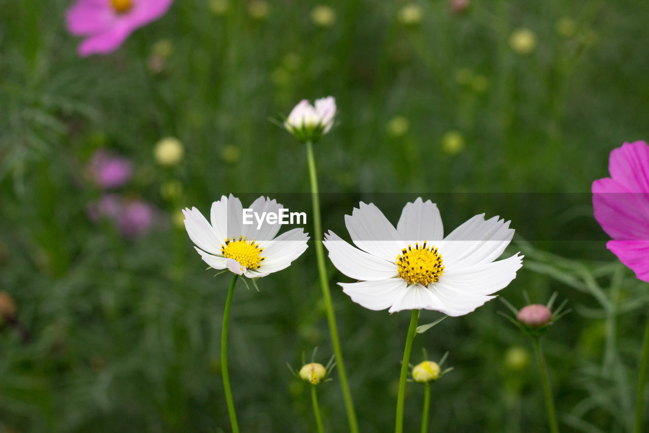 CLOSE-UP OF WHITE FLOWERING PLANT