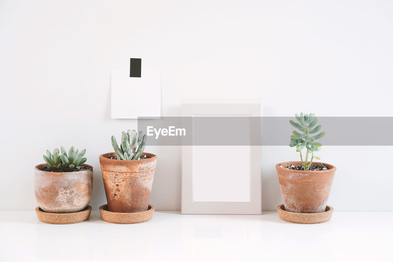 POTTED PLANT ON TABLE AGAINST WHITE WALL