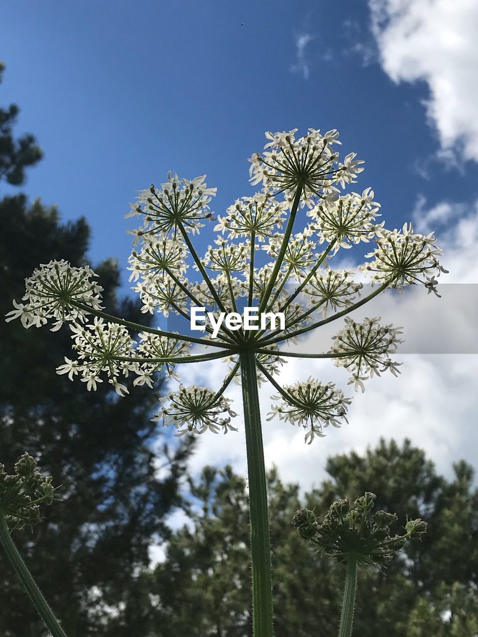 Low angle view of flowering plant against blue sky