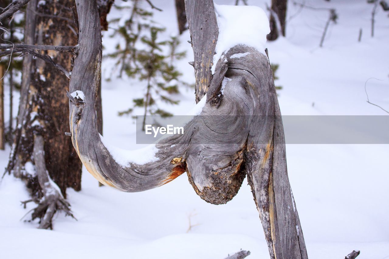 CLOSE-UP OF TREE TRUNK