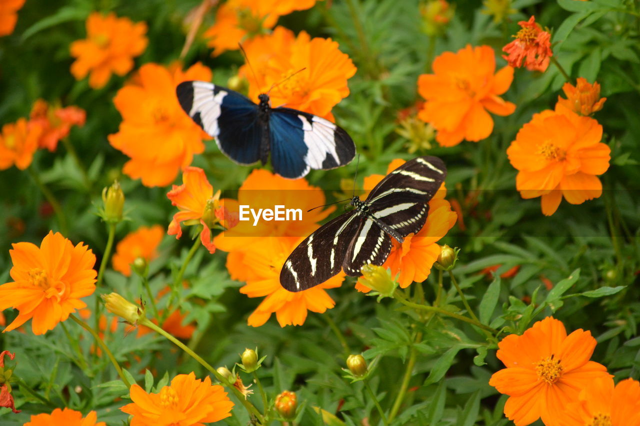 High angle view of butterflies pollinating on orange flowers