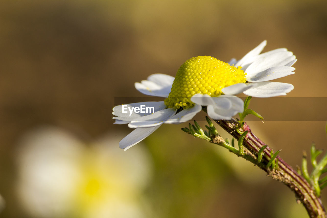 Close-up of white flowers