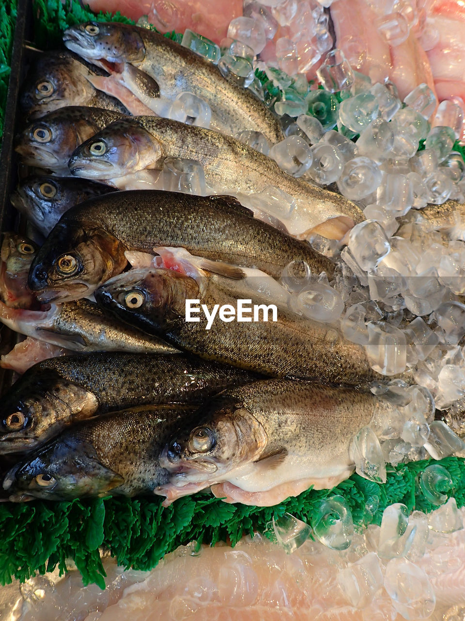 CLOSE-UP OF FISH WITH ICE