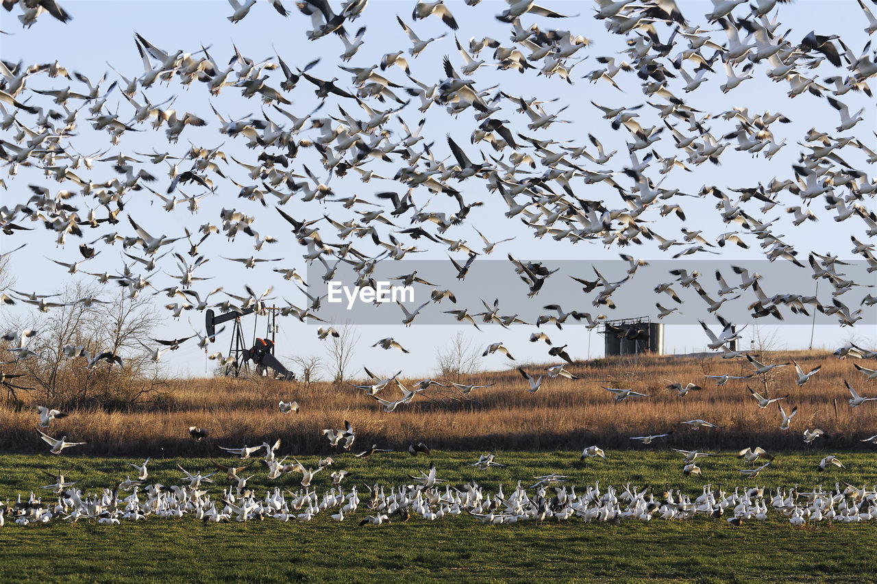 FLOCK OF BIRDS FLYING OVER FIELD