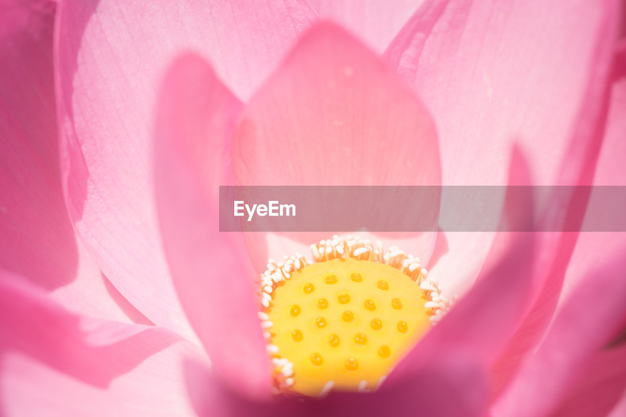 Macro shot of pink flower