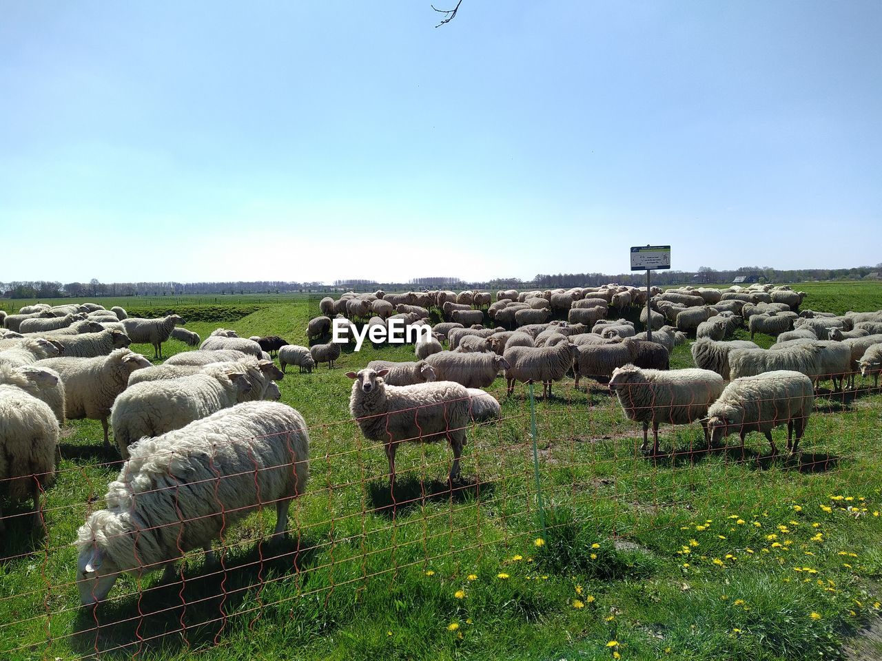 Sheep grazing on field against sky