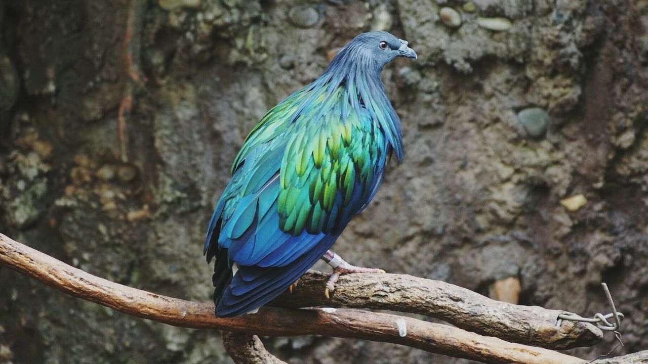 Close-up rear view of a bird on branch