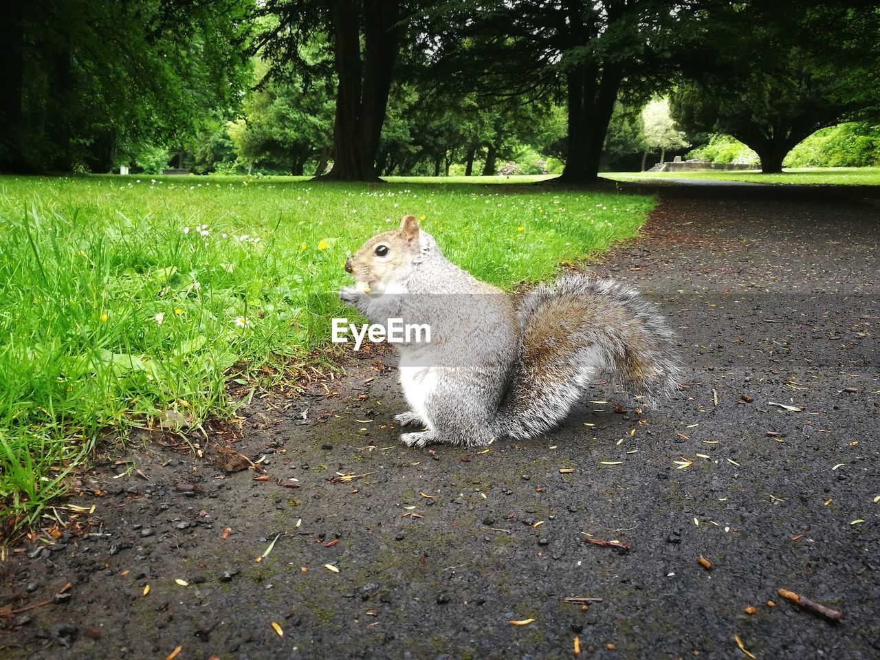 SQUIRREL SITTING ON TREE TRUNK