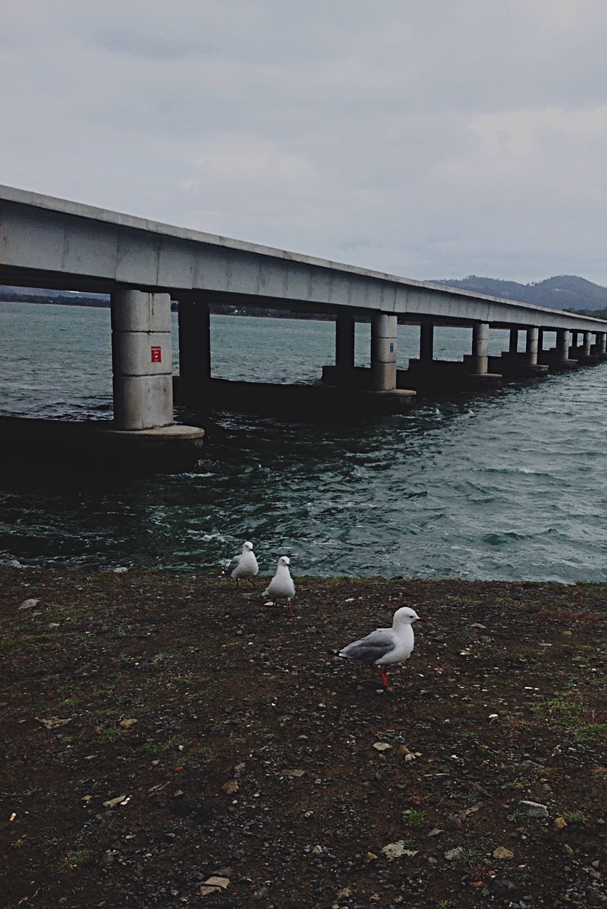 Seagulls at riverbank by bridge against sky