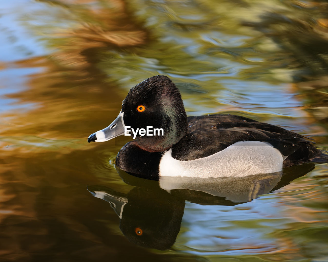 Close-up of duck swimming on lake