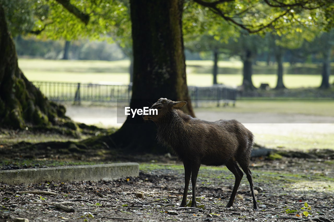 HORSE STANDING ON FIELD