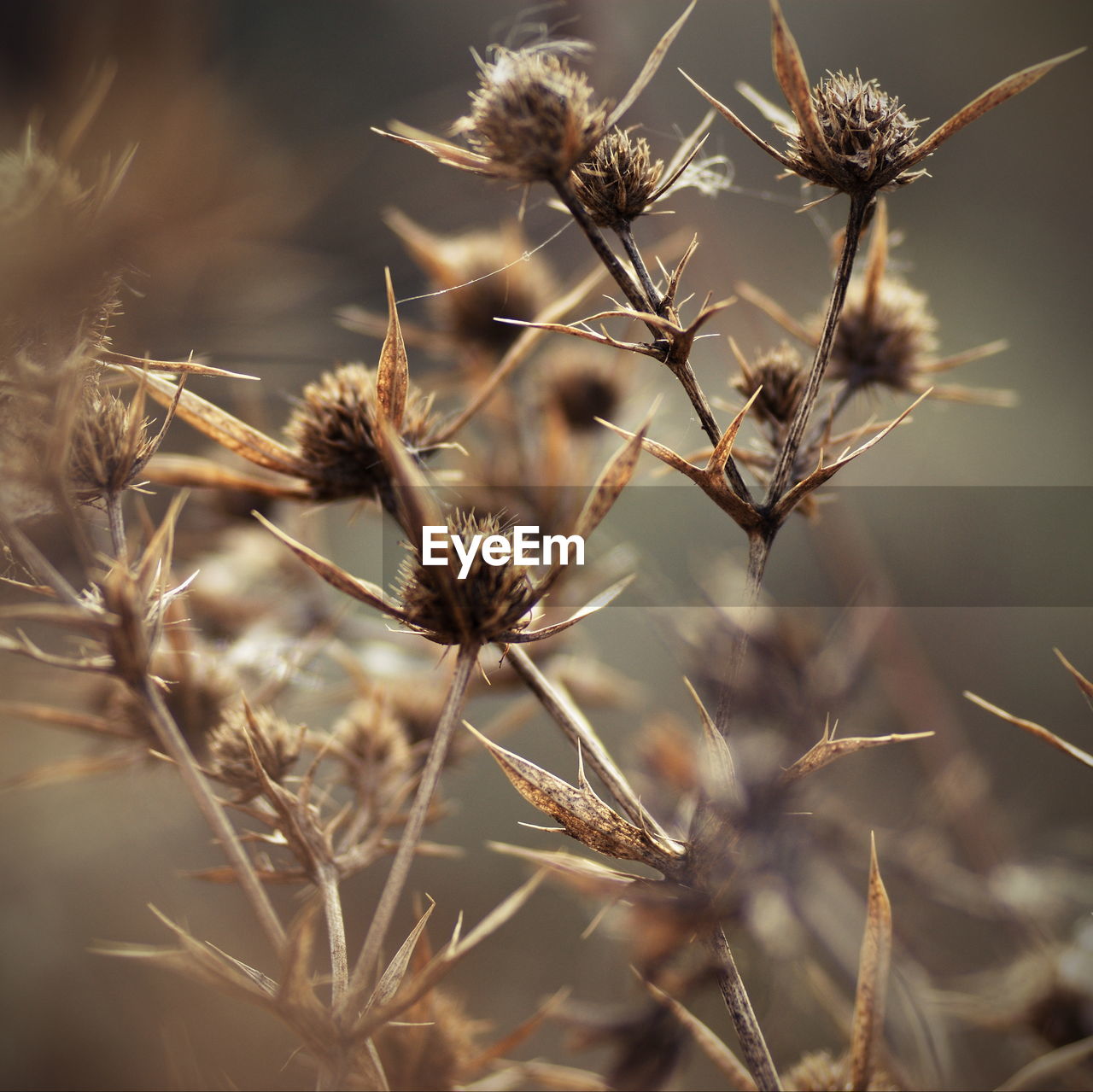 Close-up of dry thistle flowers