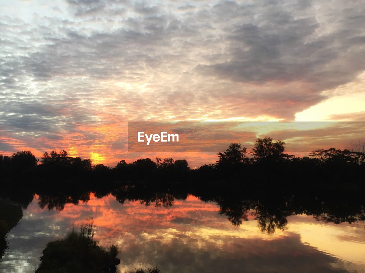 REFLECTION OF TREES ON WATER