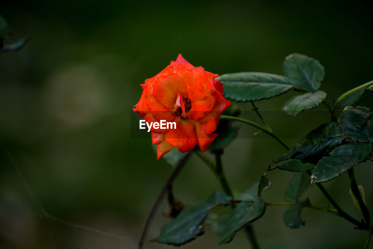 Close-up of red rose flower