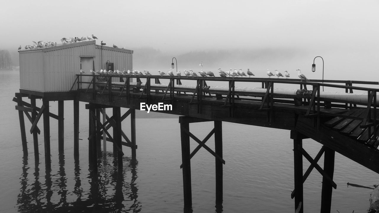 Birds on pier over river during foggy weather