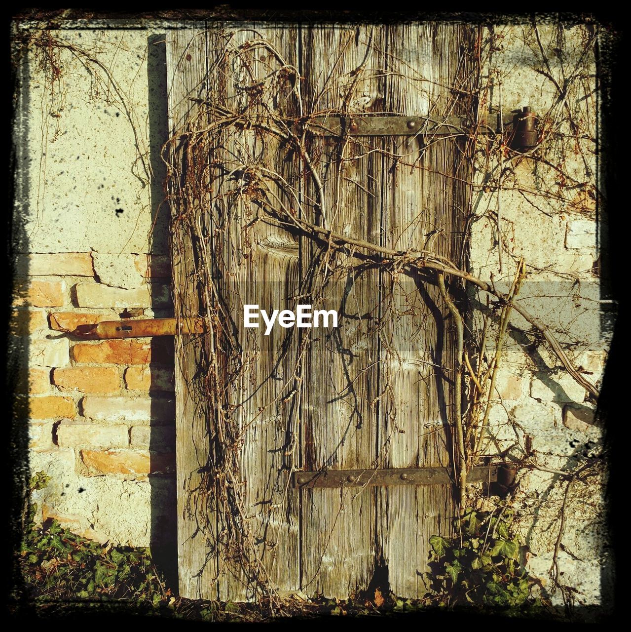 Dried ivy covering wooden door