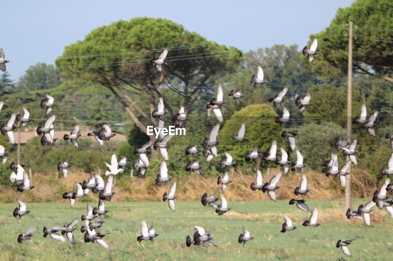 FLOCK OF BIRDS ON A LAND