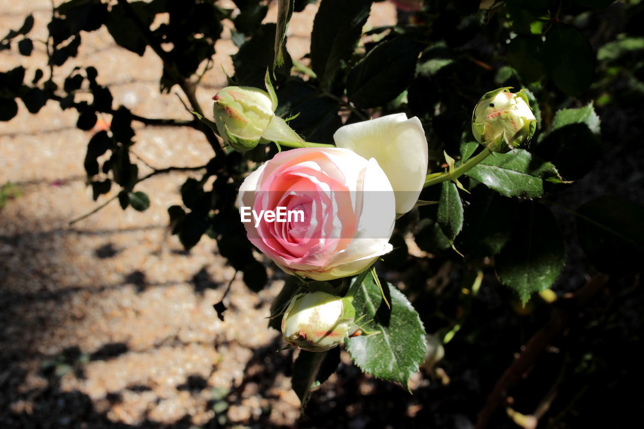 Close-up of fresh white rose amidst buds in park