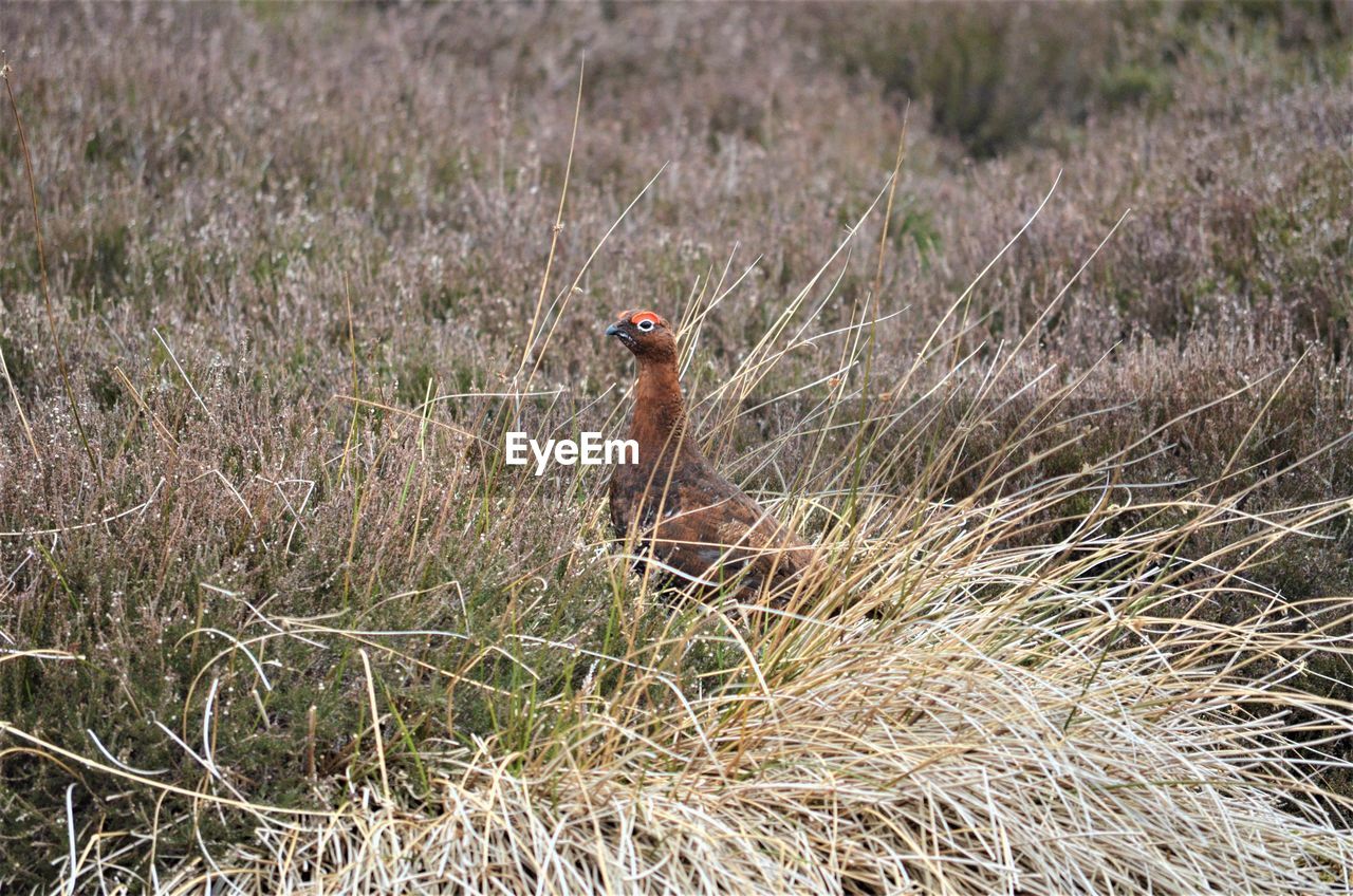 BIRD ON FIELD