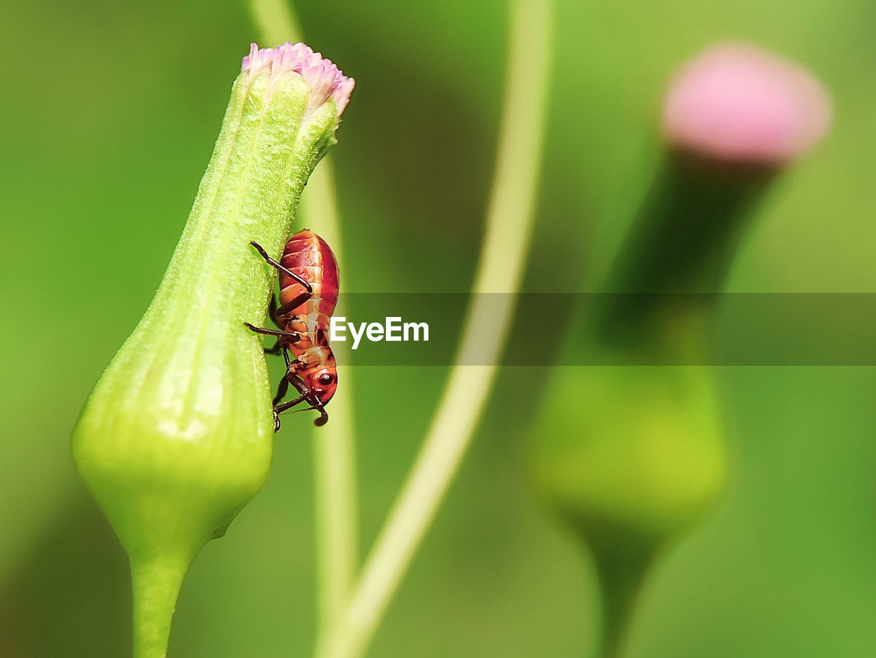 CLOSE-UP OF LADYBUG ON LEAF