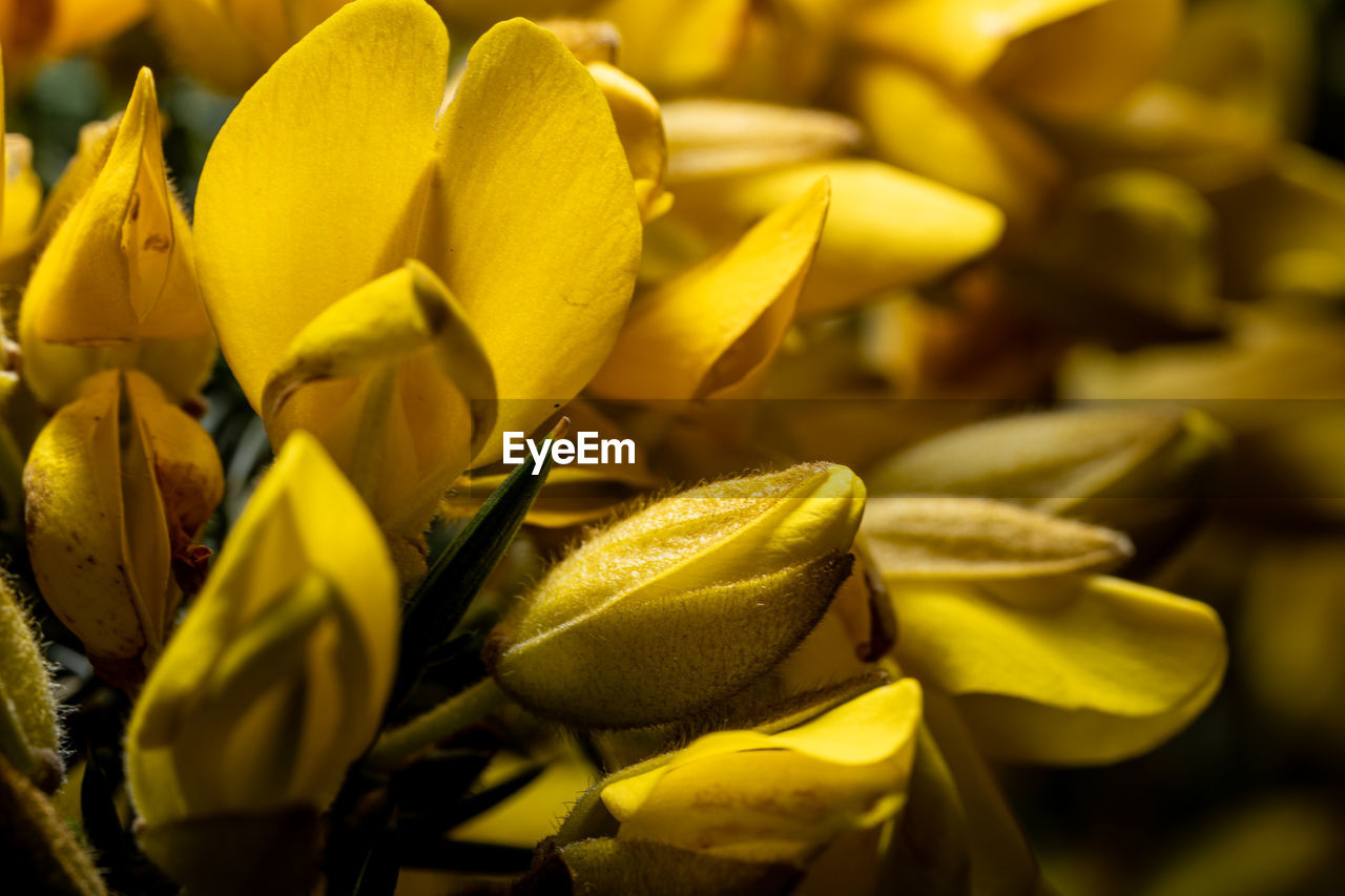 yellow, plant, flower, flowering plant, freshness, macro photography, beauty in nature, close-up, nature, growth, petal, no people, food and drink, food, flower head, sunlight, fragility, leaf, inflorescence, outdoors, abundance