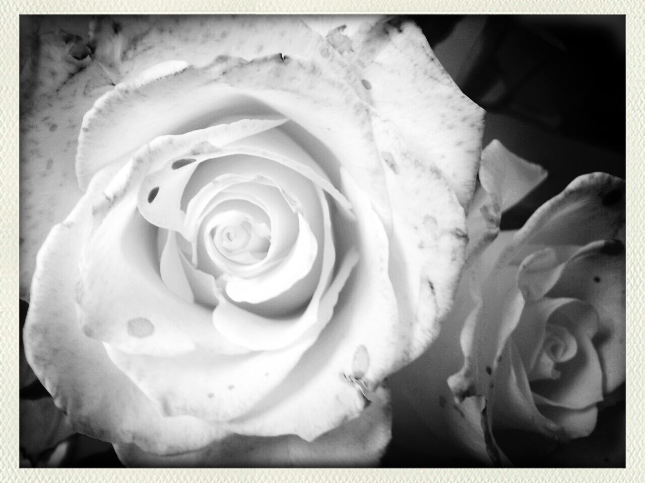 CLOSE-UP OF WHITE ROSE