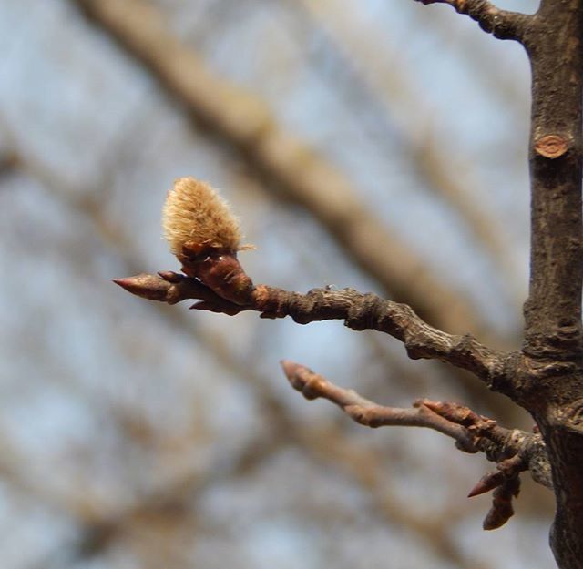 CLOSE-UP OF TREE TRUNK AGAINST BLURRED BACKGROUND