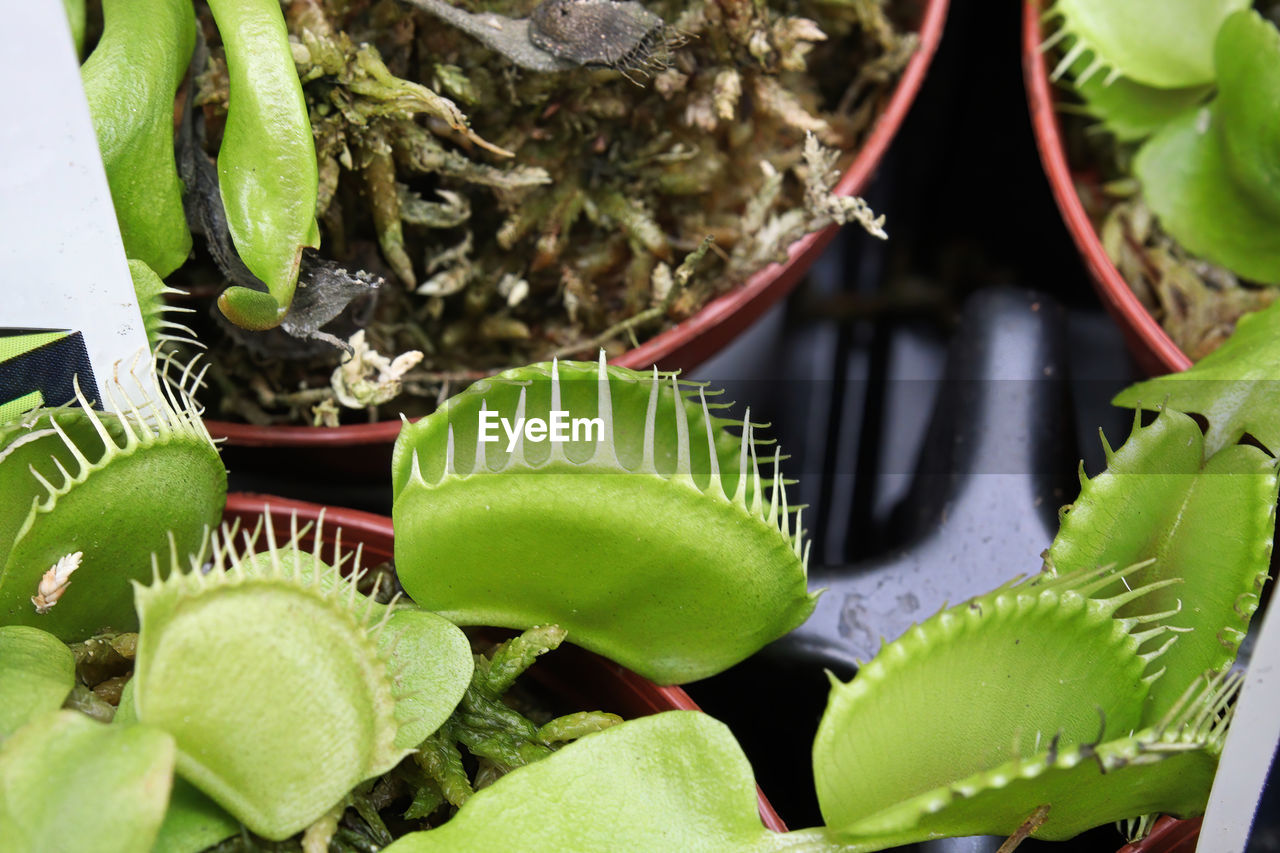 Closeup of potted venus fly trap plants.