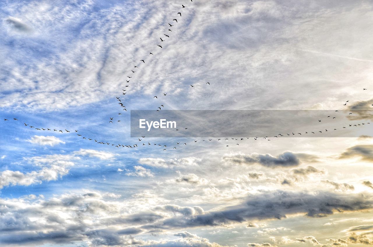 BIRDS FLYING AGAINST SKY