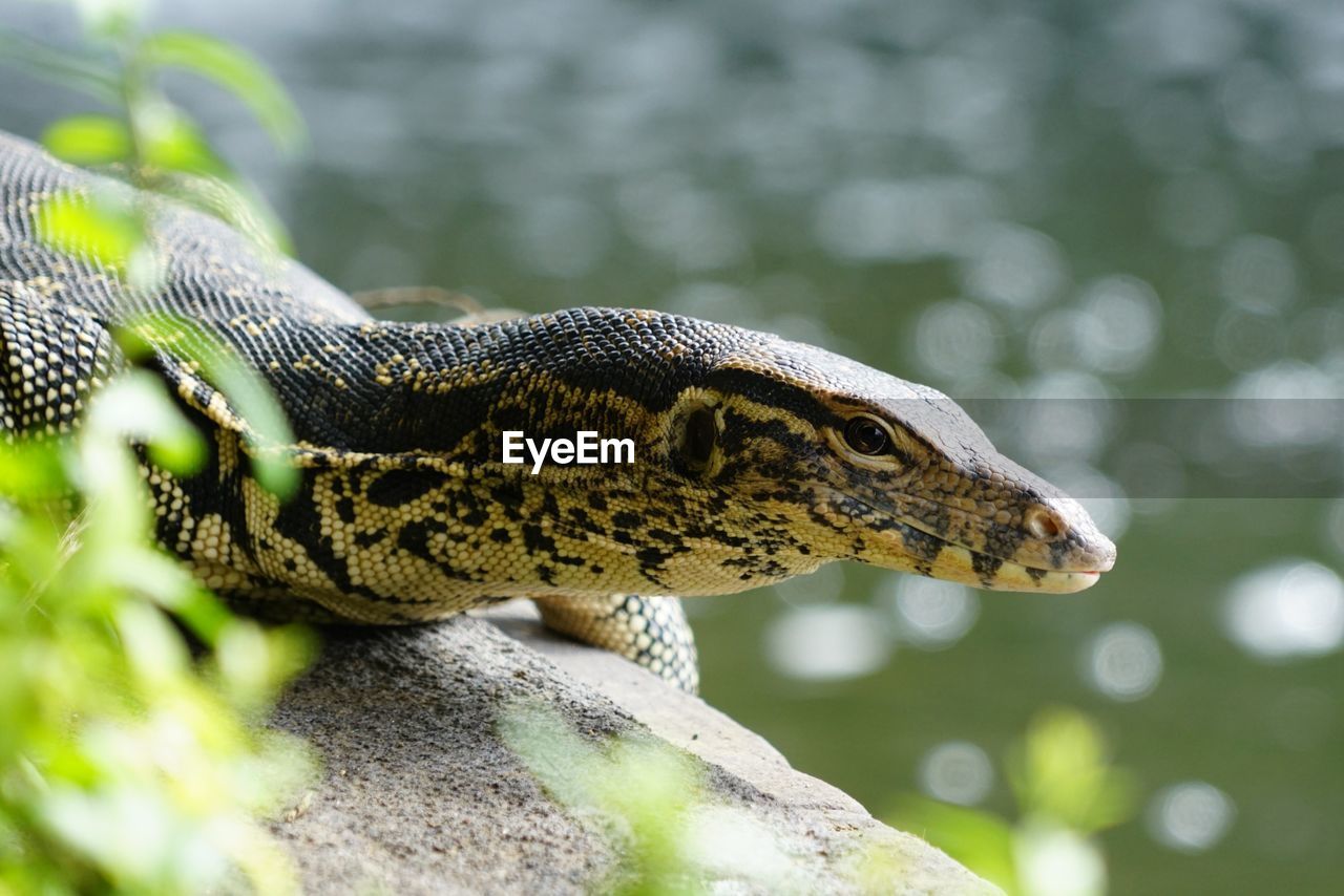 CLOSE-UP OF A LIZARD