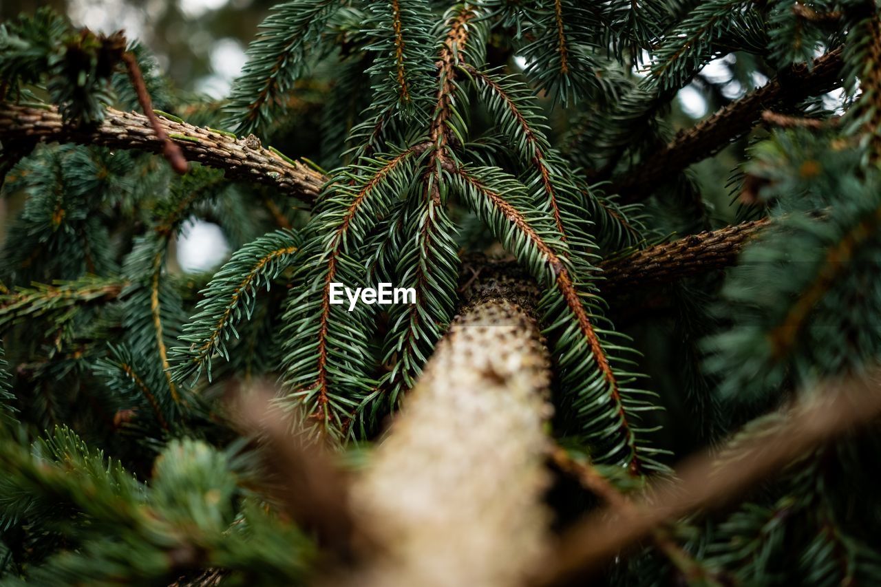 Close-up of pine cone on tree