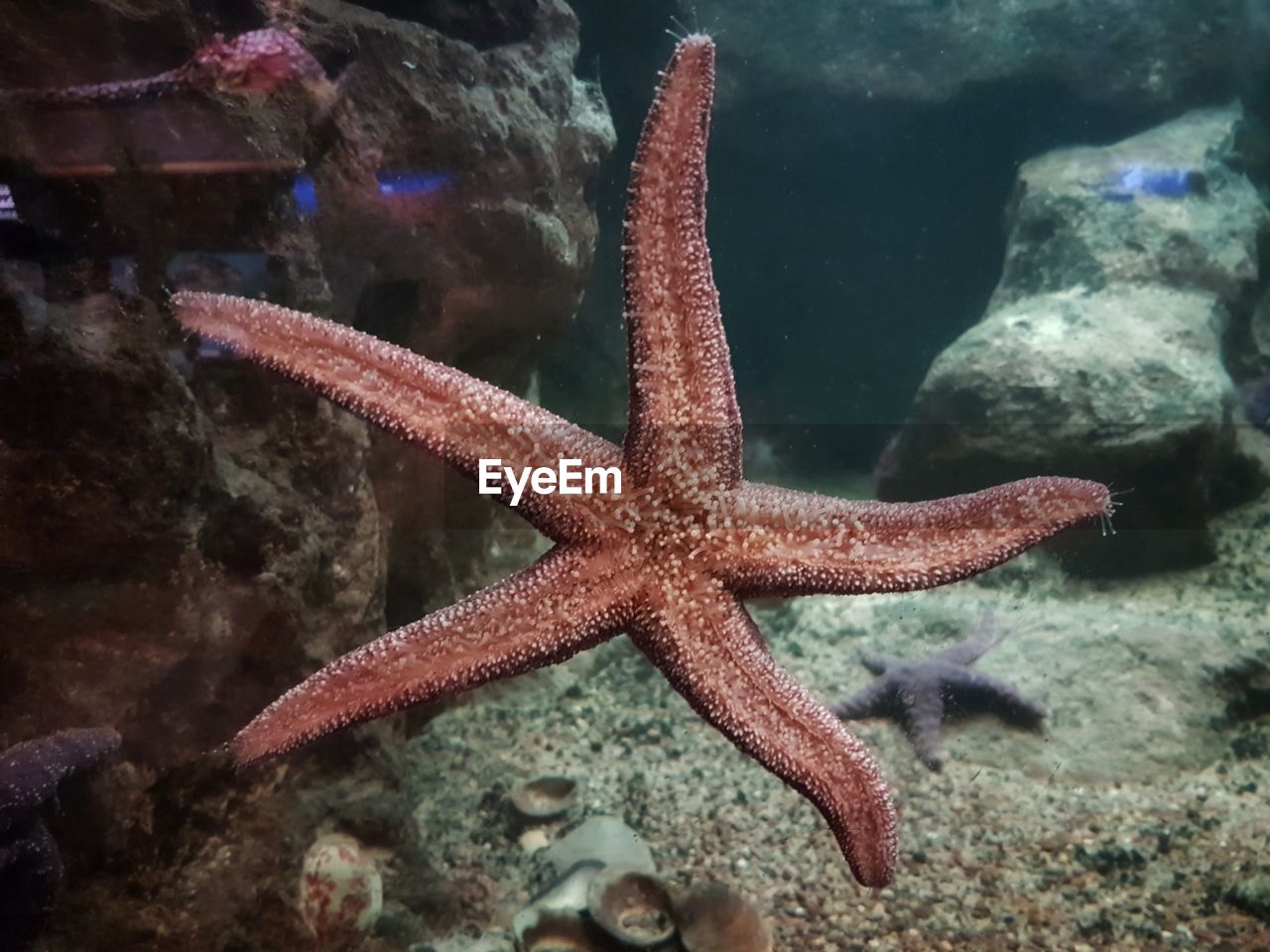 Close-up of starfish underwater