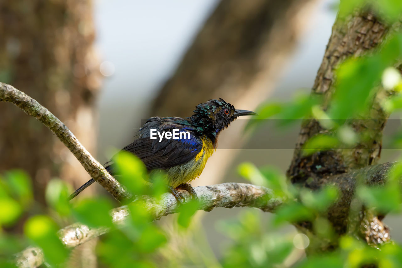 CLOSE-UP OF HUMMINGBIRD PERCHING ON BRANCH