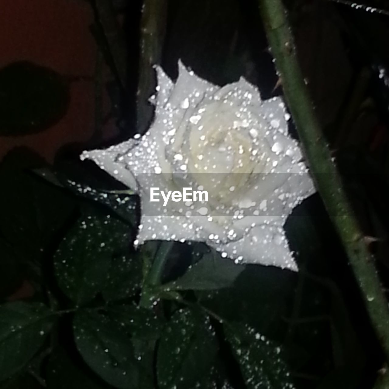 CLOSE-UP OF RAINDROPS ON WET YELLOW FLOWER