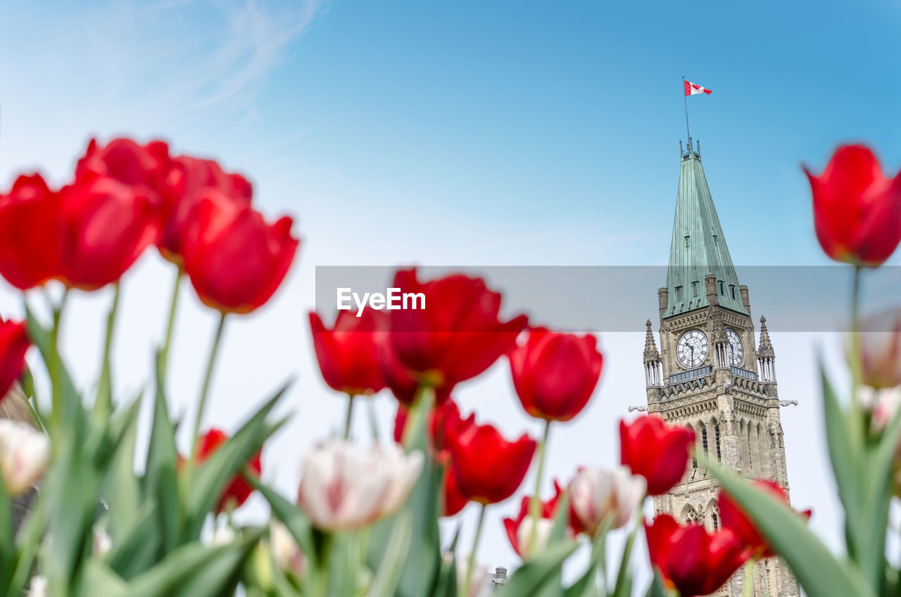 LOW ANGLE VIEW OF RED FLOWERING PLANT AGAINST BUILDINGS