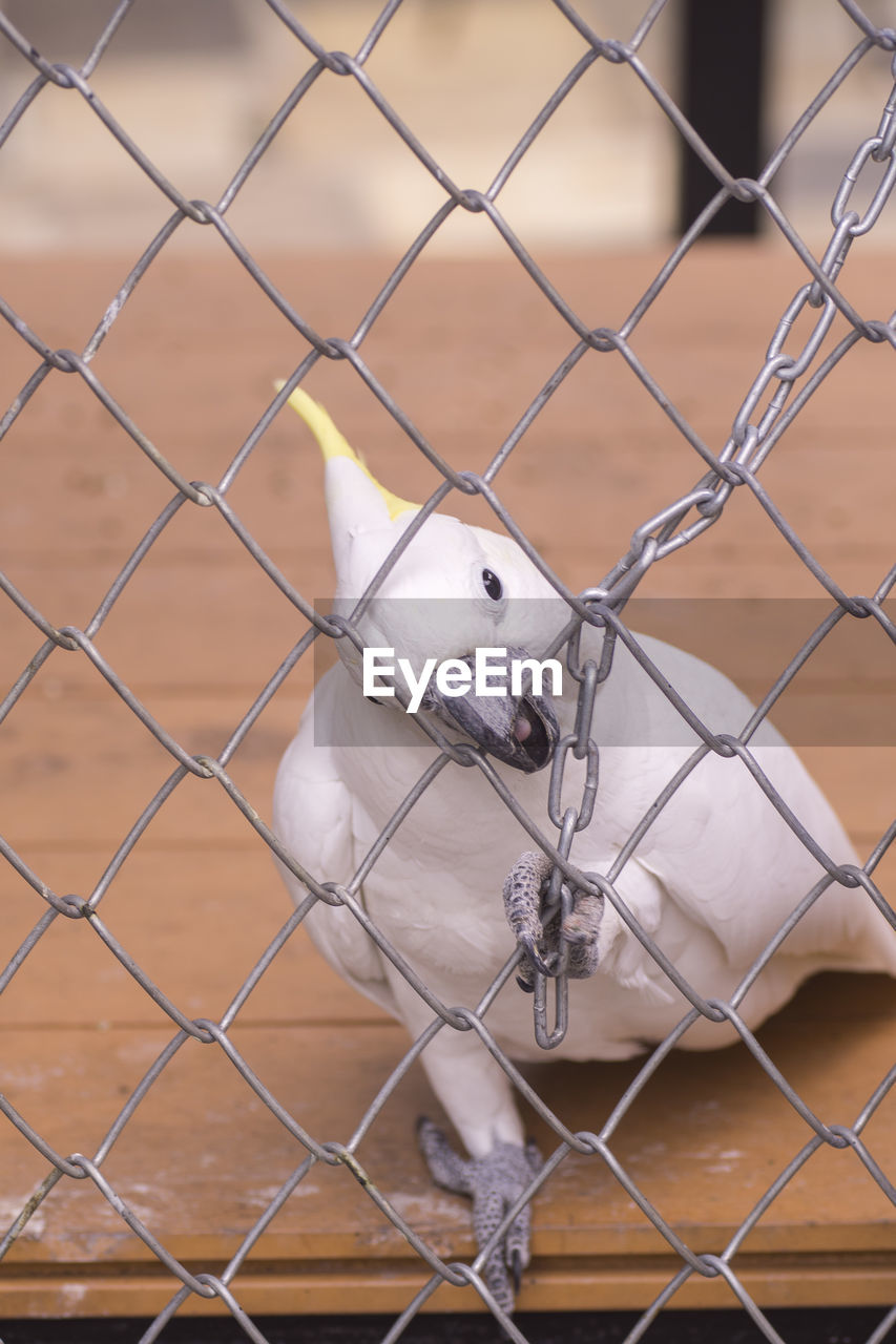 A cockatoo trapped in the metal cage