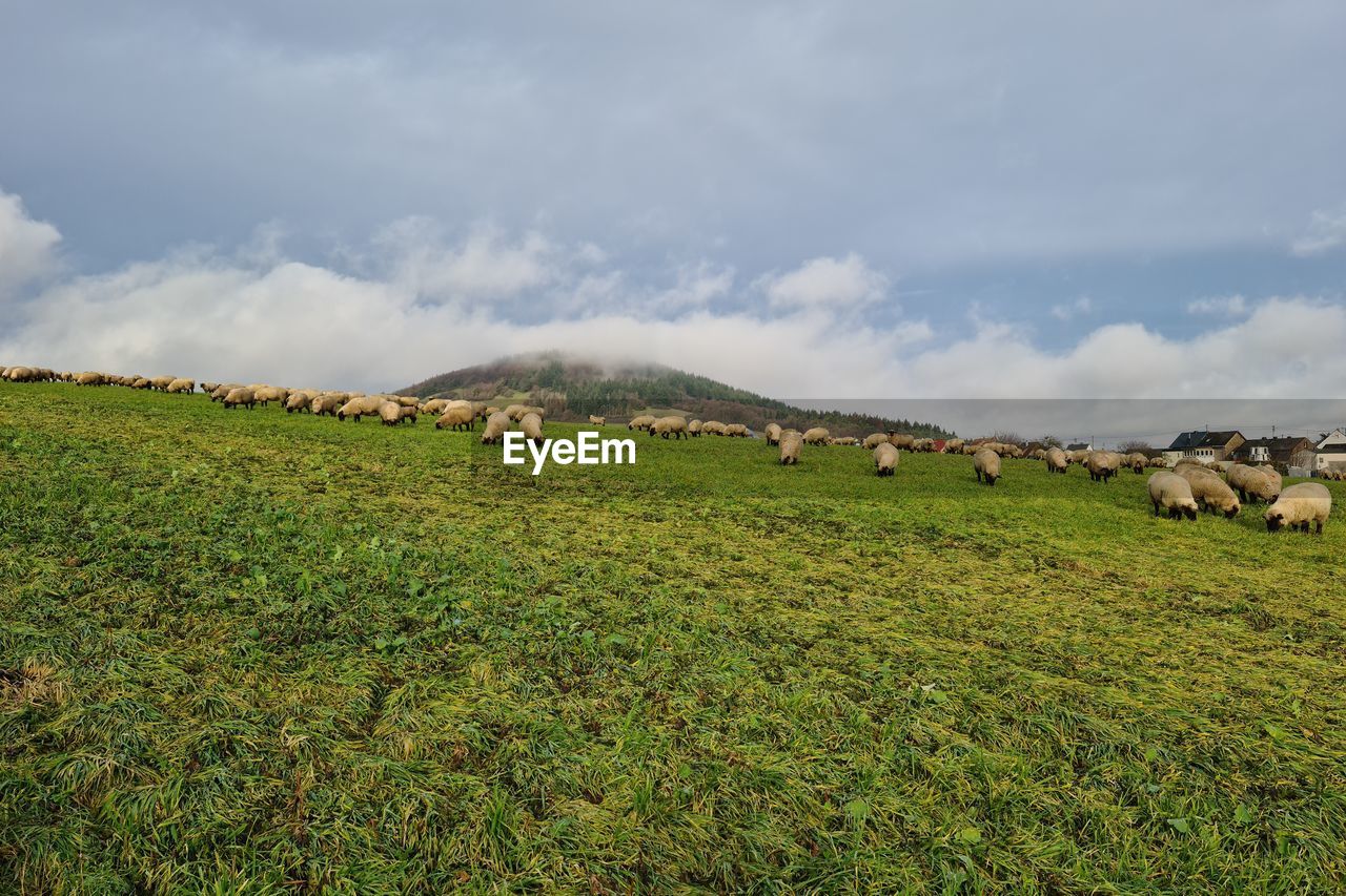 Sheeps - eifel - germany 