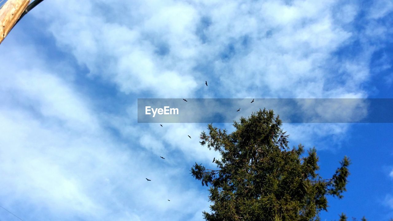 LOW ANGLE VIEW OF BIRDS ON TREE AGAINST SKY