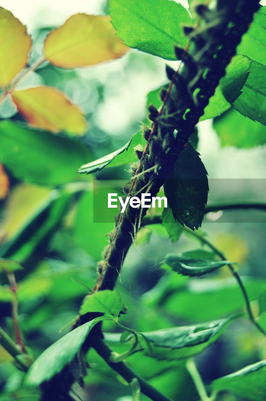 CLOSE-UP OF GRASSHOPPER ON LEAF
