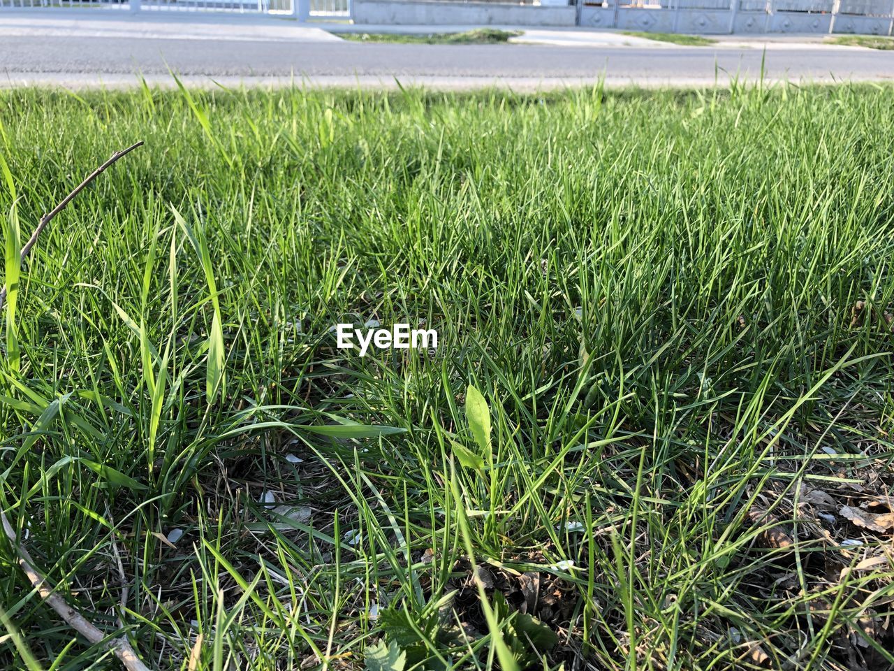 CLOSE-UP OF GRASS ON FIELD